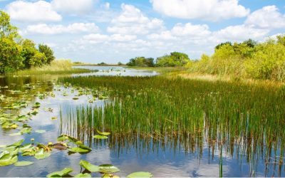 Professor awarded new AI grant to develop water level forecasting models for the Everglades